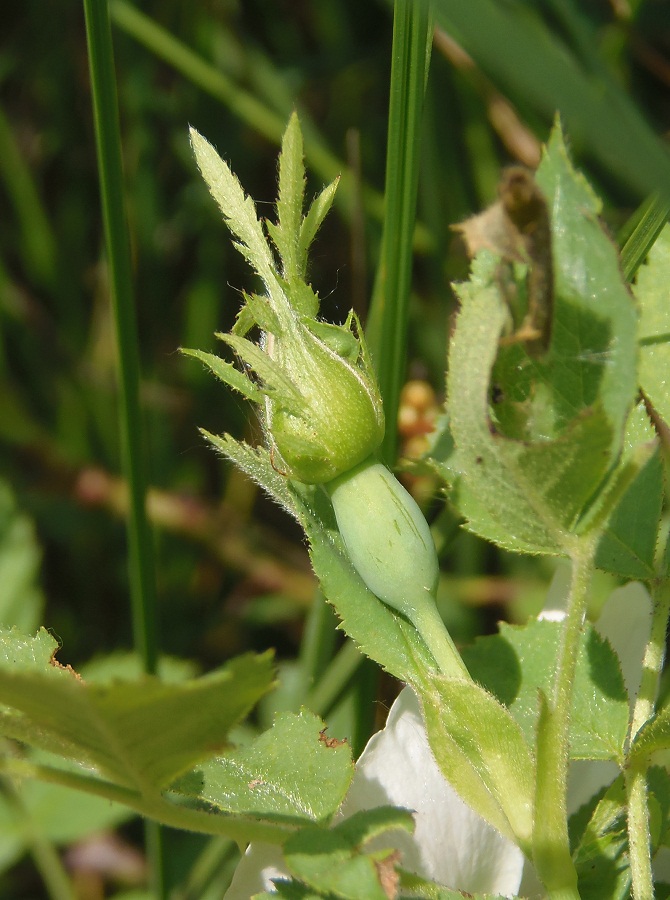 Image of genus Rosa specimen.