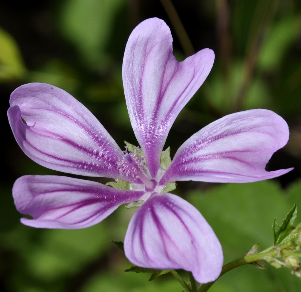 Image of Malva sylvestris specimen.