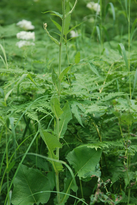 Image of Cicerbita uralensis specimen.