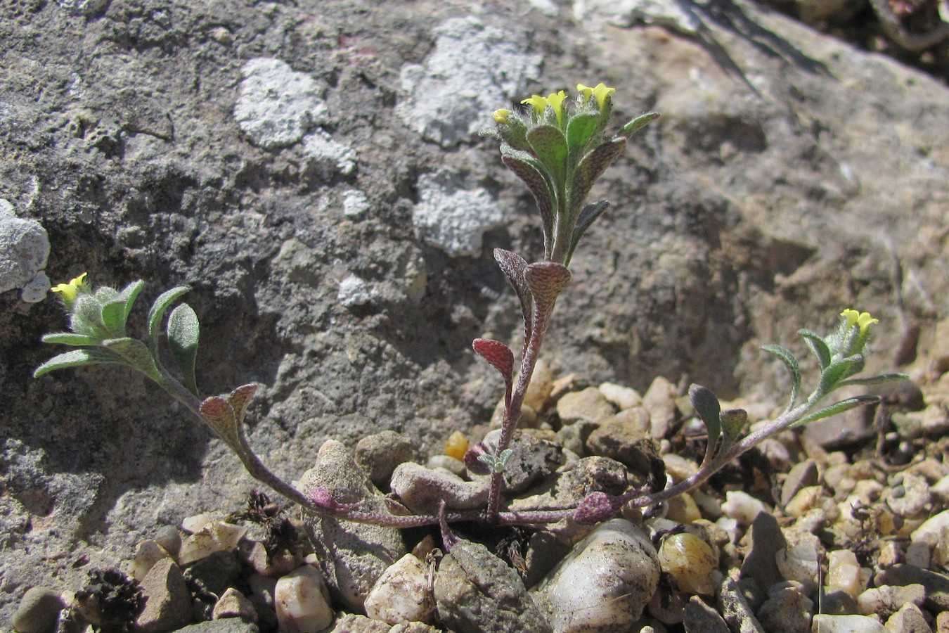 Image of Alyssum smyrnaeum specimen.