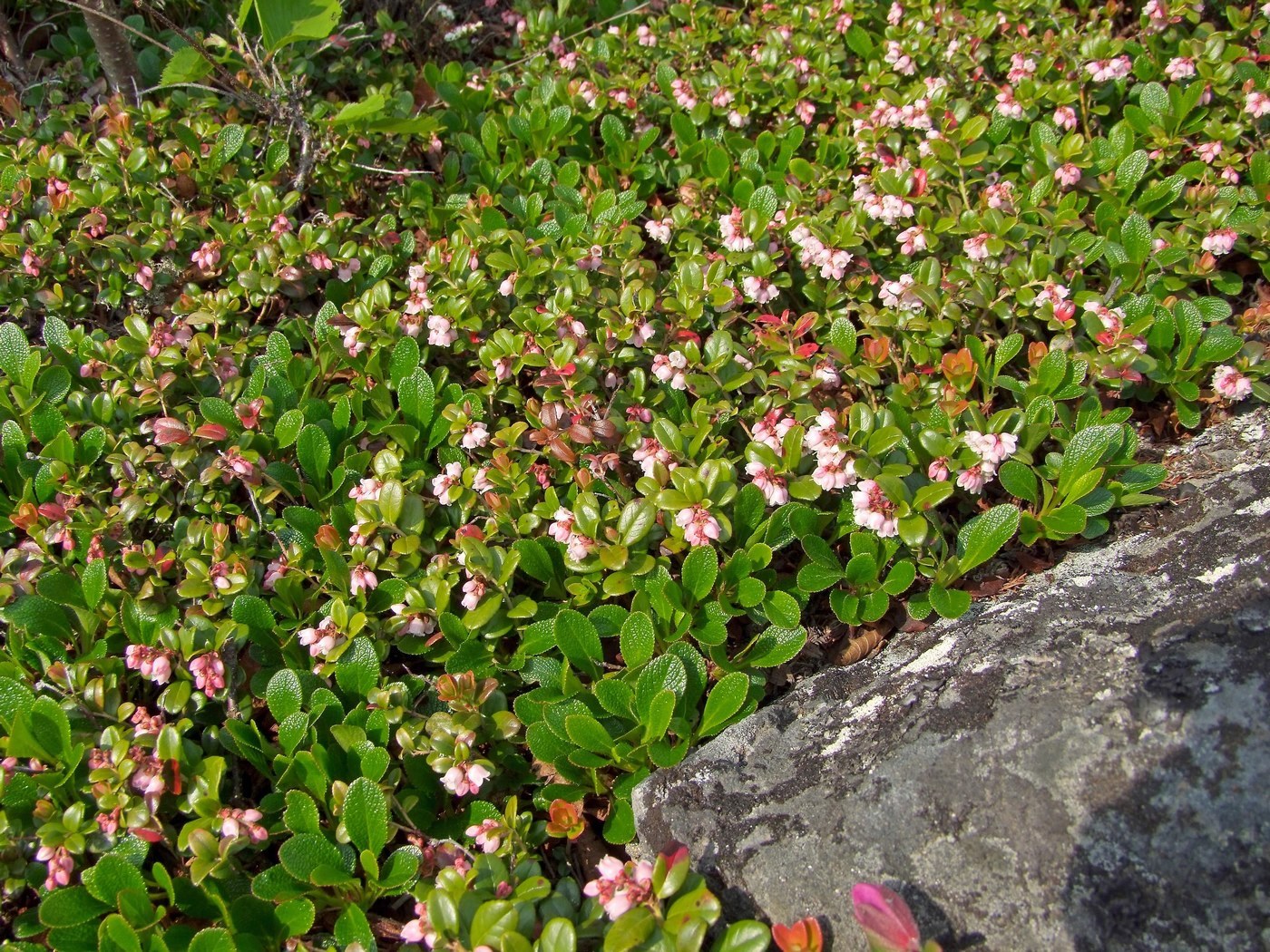 Image of Vaccinium vitis-idaea specimen.