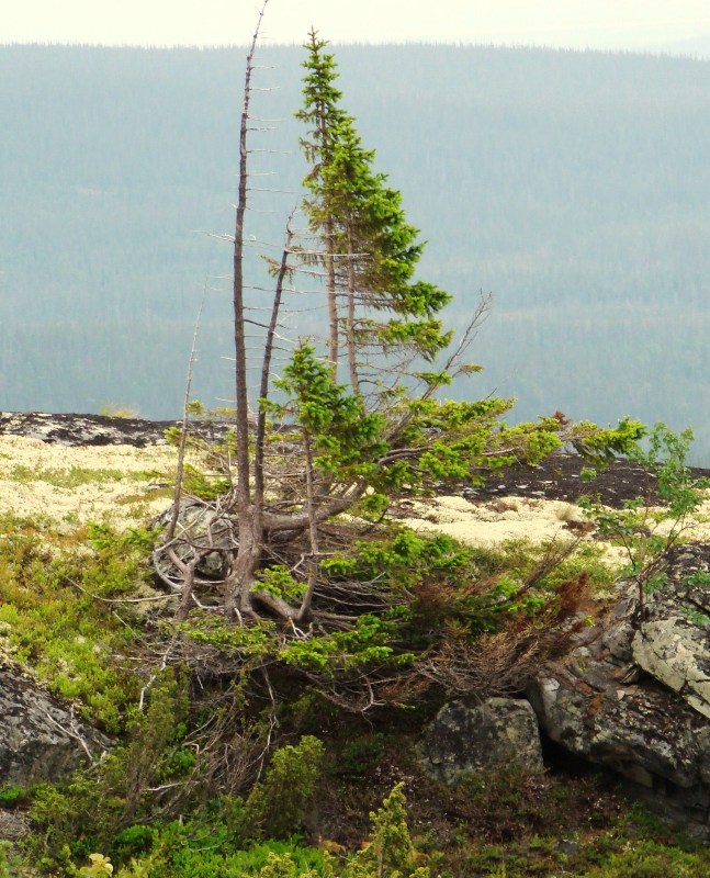 Image of Picea obovata specimen.