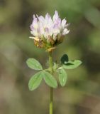 genus Trifolium