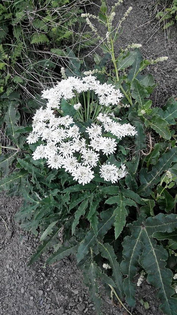 Image of Heracleum grandiflorum specimen.