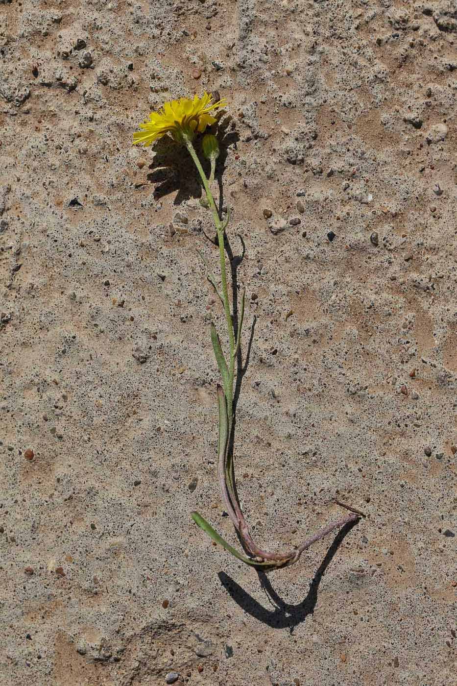 Изображение особи Crepis tectorum.