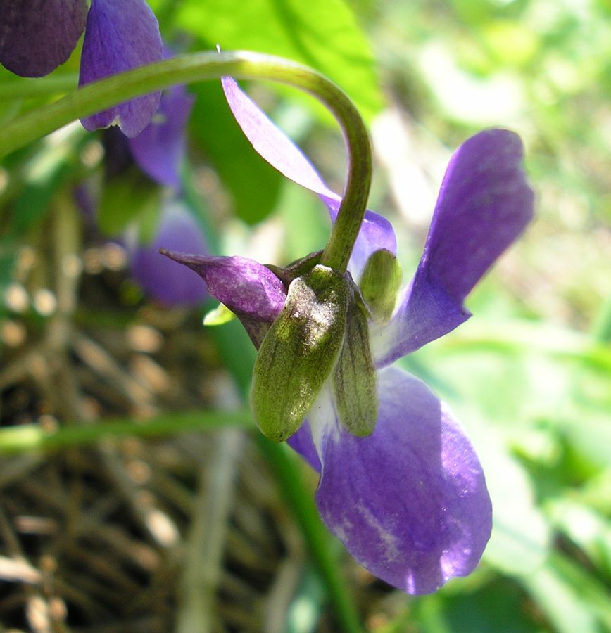 Image of Viola suavis specimen.