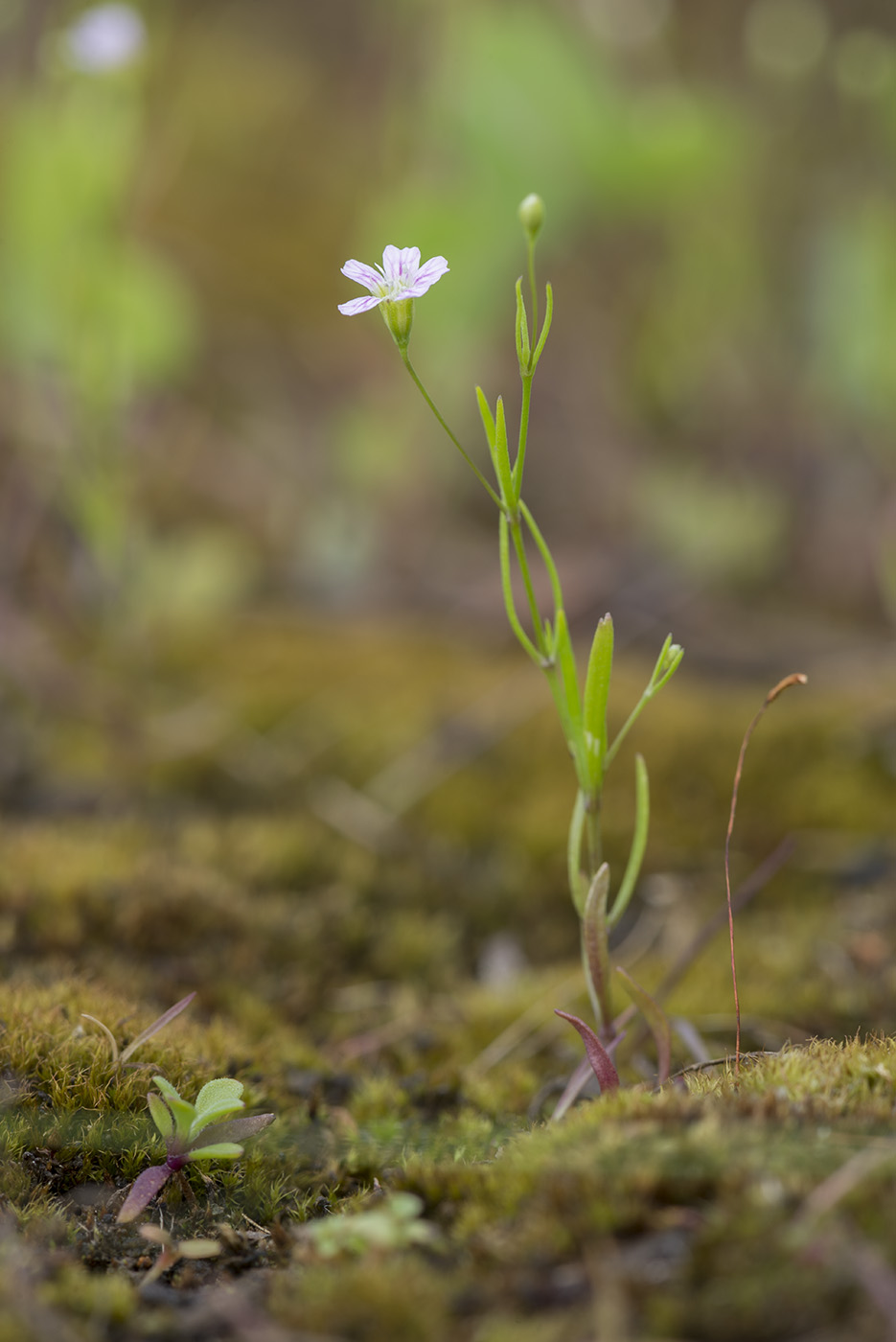 Изображение особи Psammophiliella muralis.