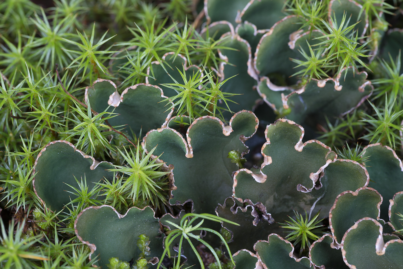 Image of Peltigera malacea specimen.