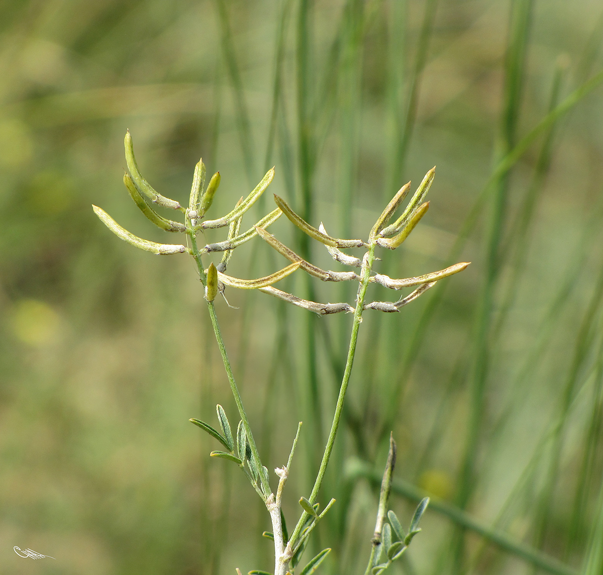 Image of Astragalus arbuscula specimen.