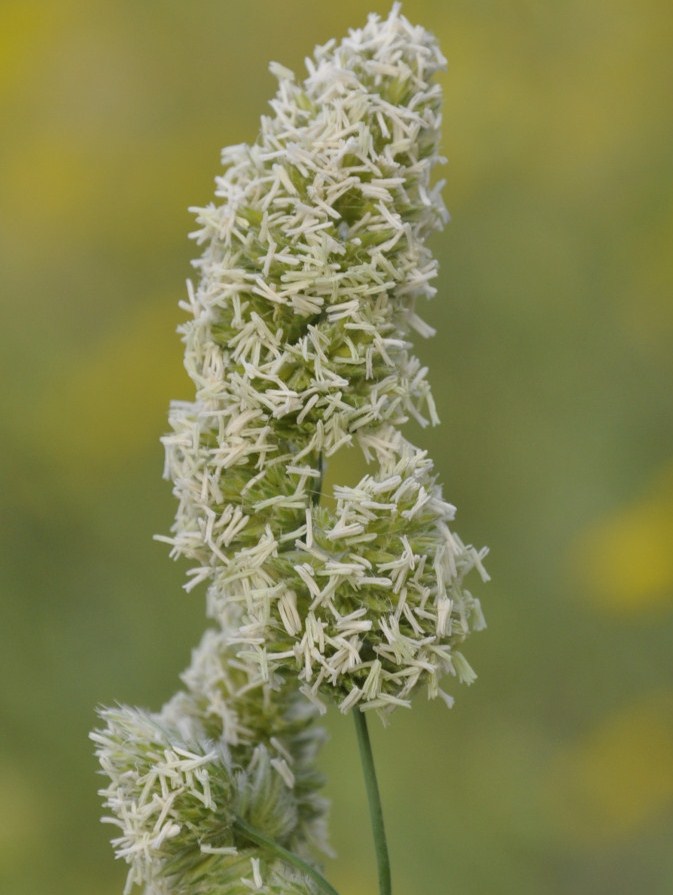 Image of Dactylis glomerata specimen.