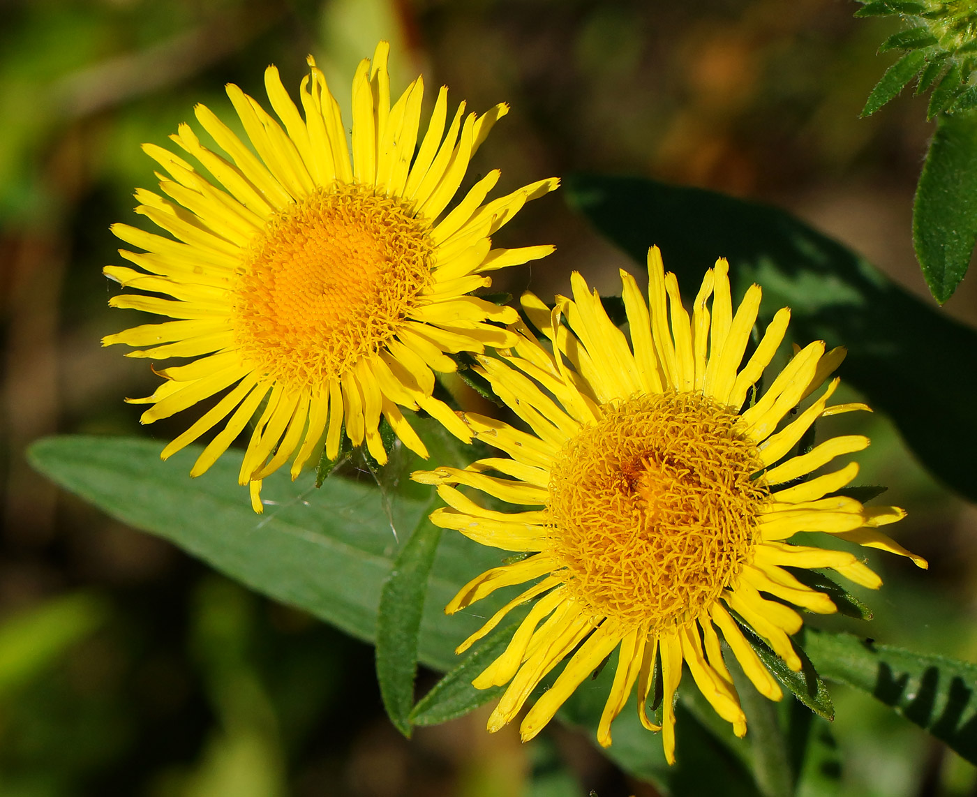 Изображение особи Inula britannica.