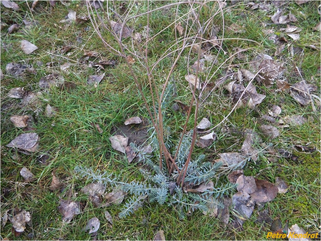 Image of Euphorbia seguieriana specimen.