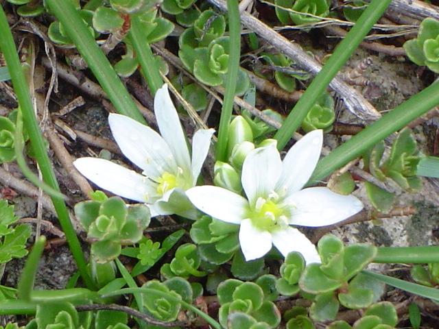 Изображение особи Ornithogalum sigmoideum.