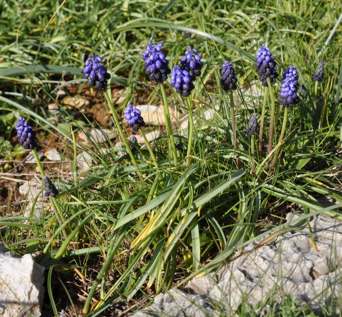 Изображение особи Muscari commutatum.