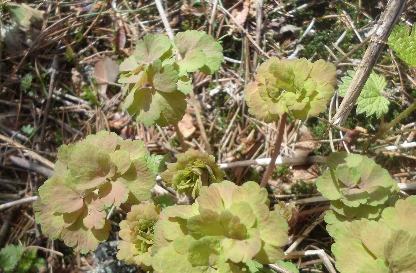 Image of Aquilegia vulgaris specimen.