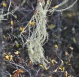 genus Usnea. Таллом. Китай, Юньнань, национальный парк Пудацо (Potatso National Park), 22 км от г. Шангри-Ла, южный берег оз. Шуду, ≈ 3400 м н.у.м. 29 октября 2016 г.