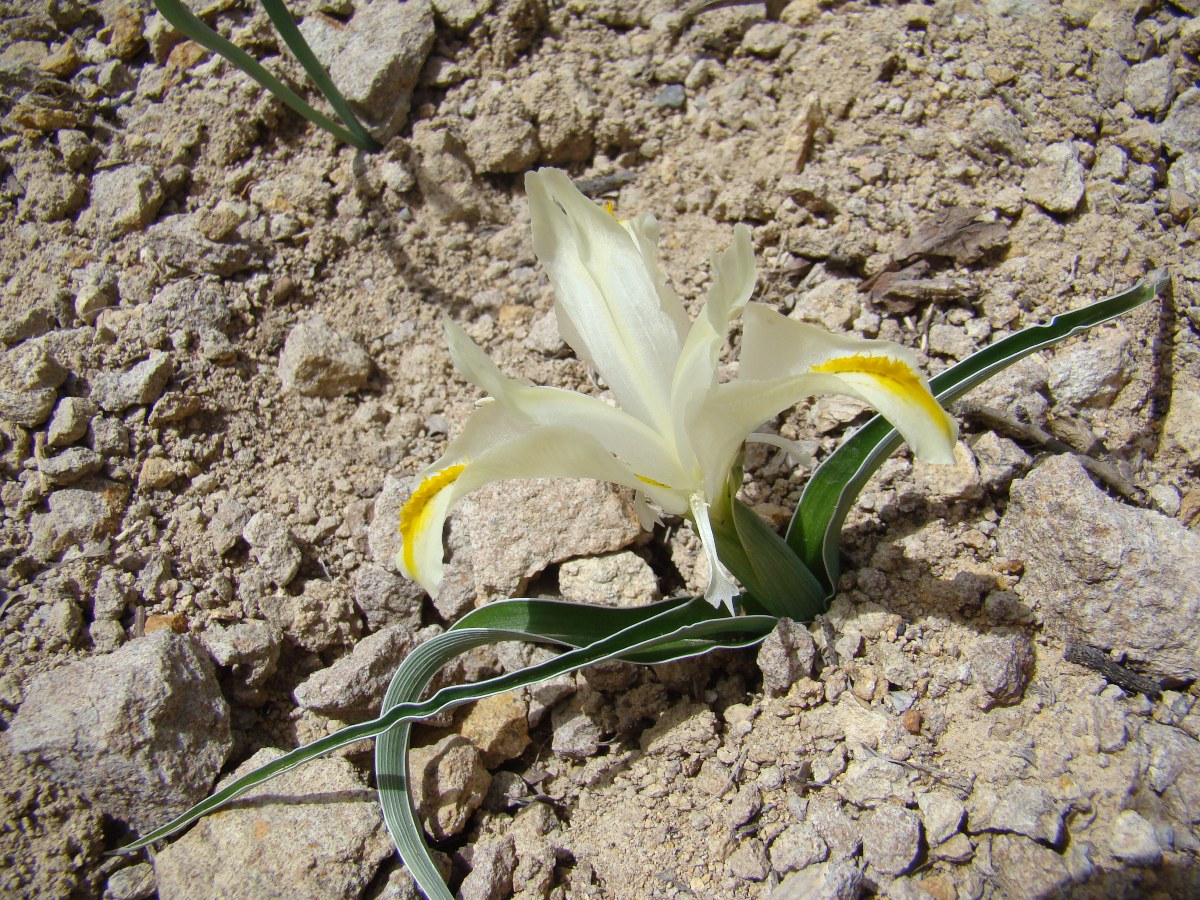 Image of Juno orchioides specimen.