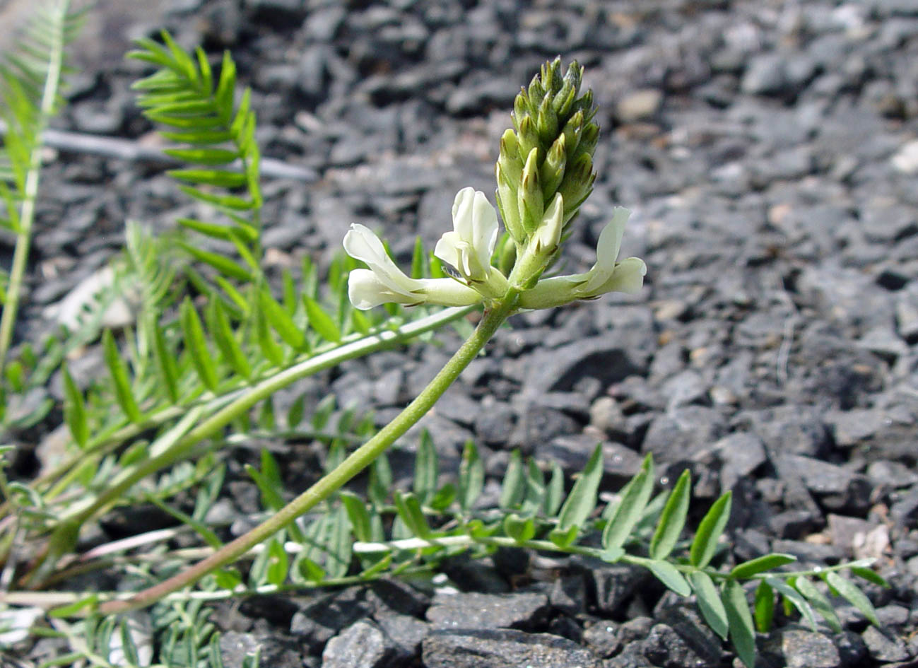 Image of genus Astragalus specimen.