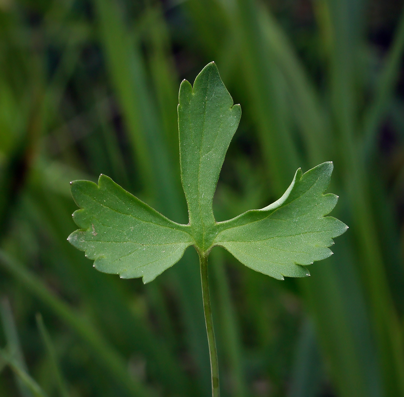 Image of Ranunculus auricomus specimen.