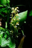 Смотреть изображение Oreorchis patens