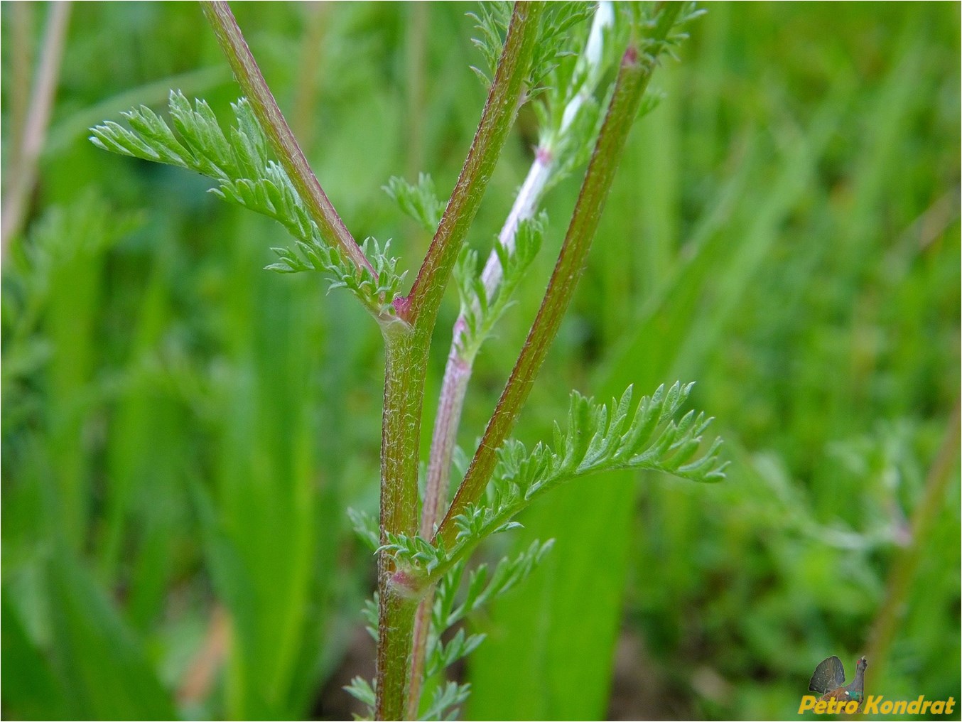 Image of Anthemis cotula specimen.