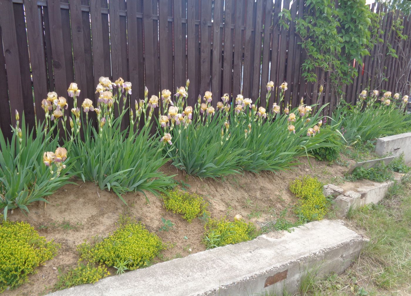 Image of Iris &times; hybrida specimen.