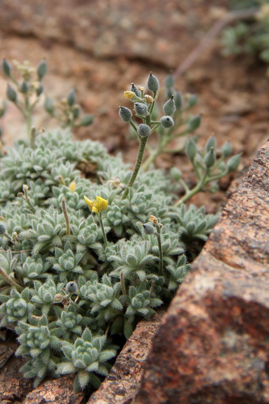 Image of Draba alberti specimen.