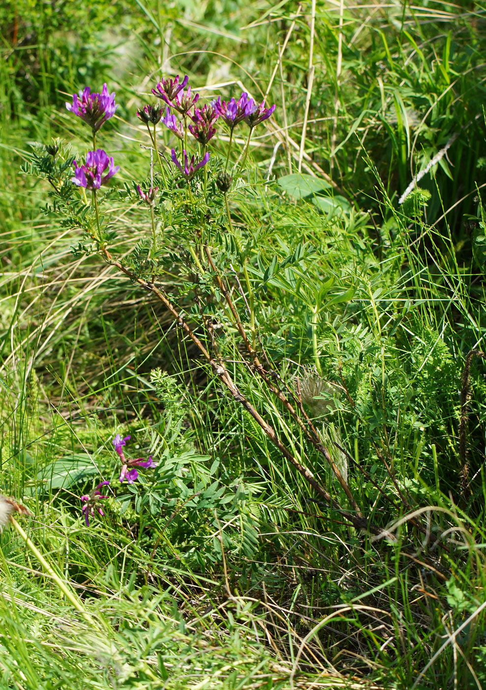 Изображение особи Astragalus austroaltaicus.