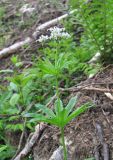 Galium odoratum. Верхушка цветущего растения. Кабардино-Балкария, Эльбрусский р-н, окр. пос. Эльбрус, ок. 2000 м н.у.м., у тающего снежника в окружении леса. 07.08.2018.