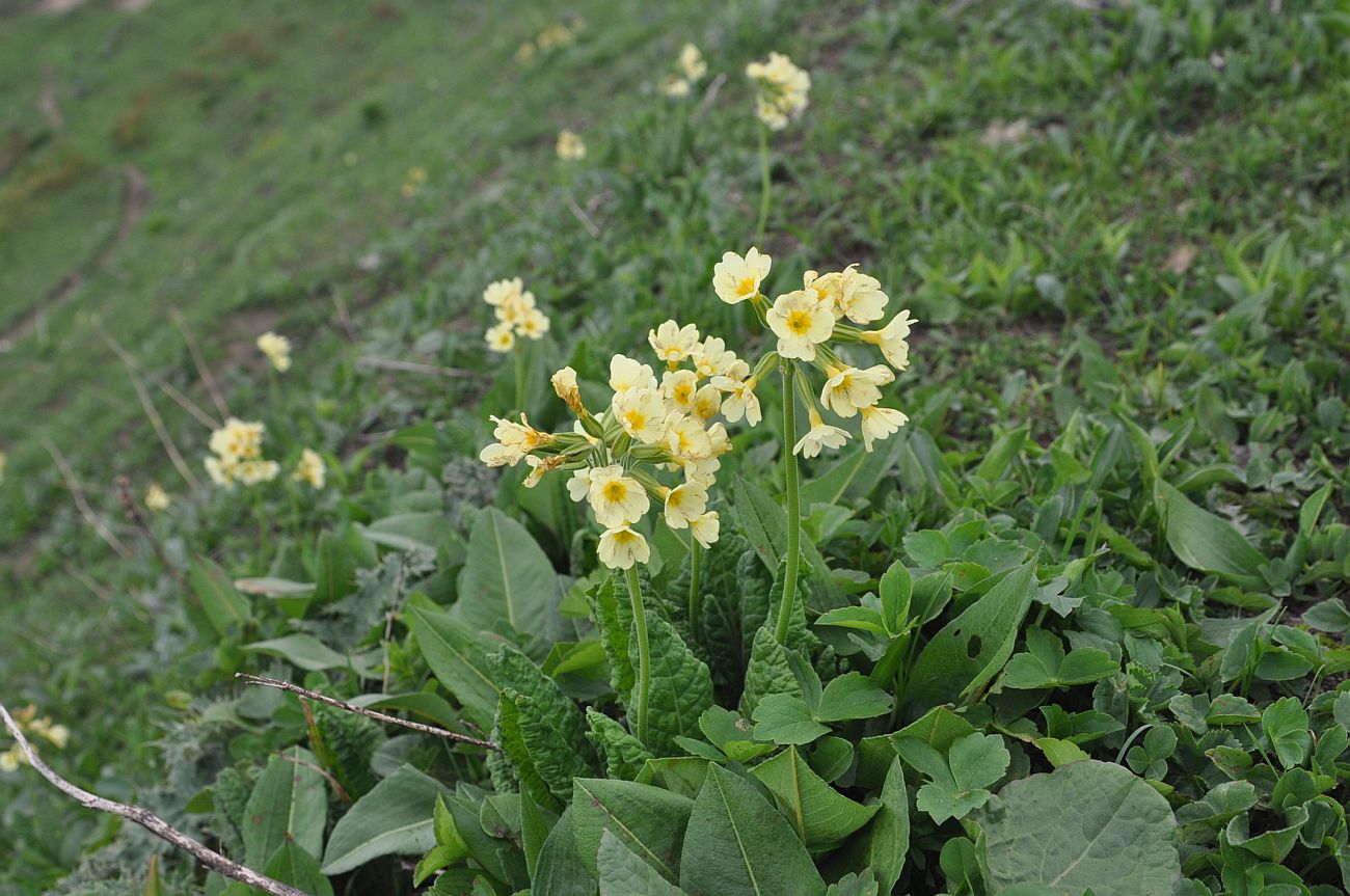 Изображение особи Primula ruprechtii.