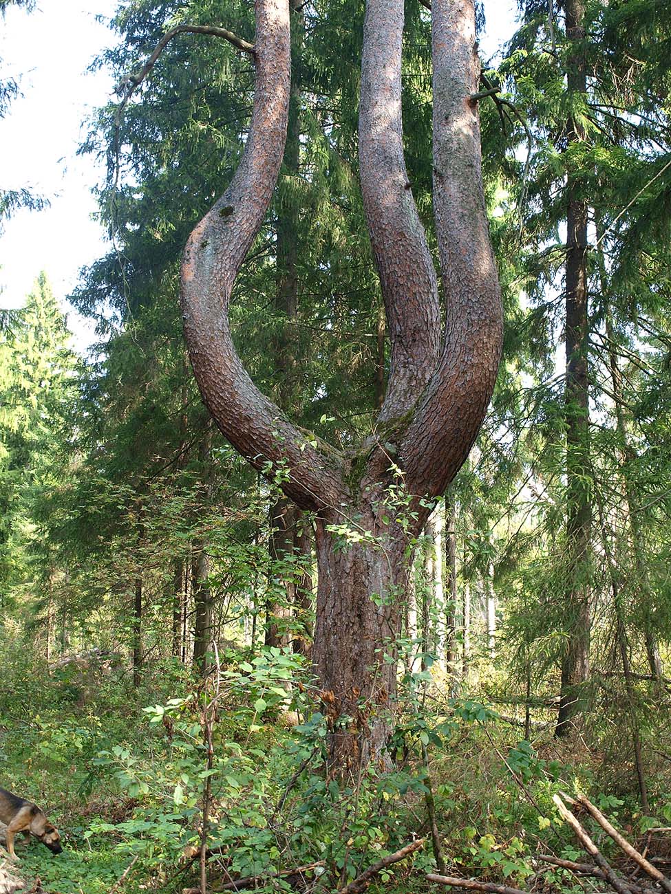 Image of Pinus sylvestris specimen.