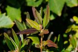 Rhododendron mucronulatum