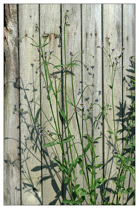 Image of Verbena brasiliensis specimen.