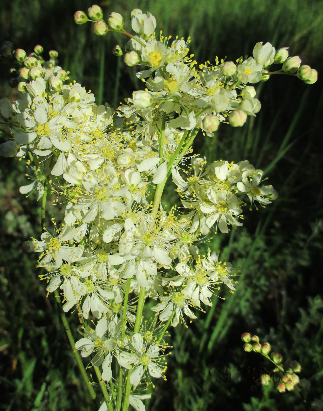 Image of Filipendula vulgaris specimen.