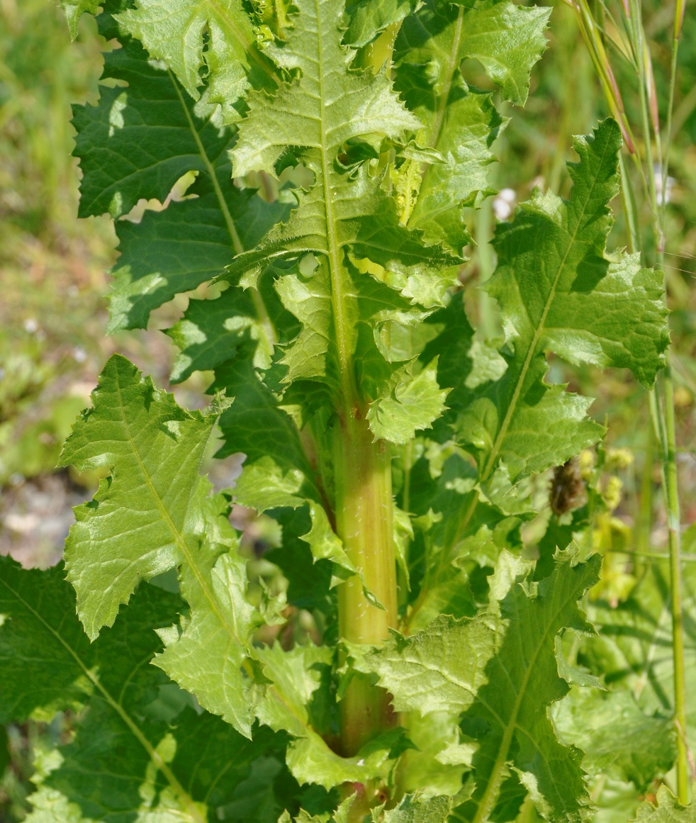 Image of Urospermum picroides specimen.