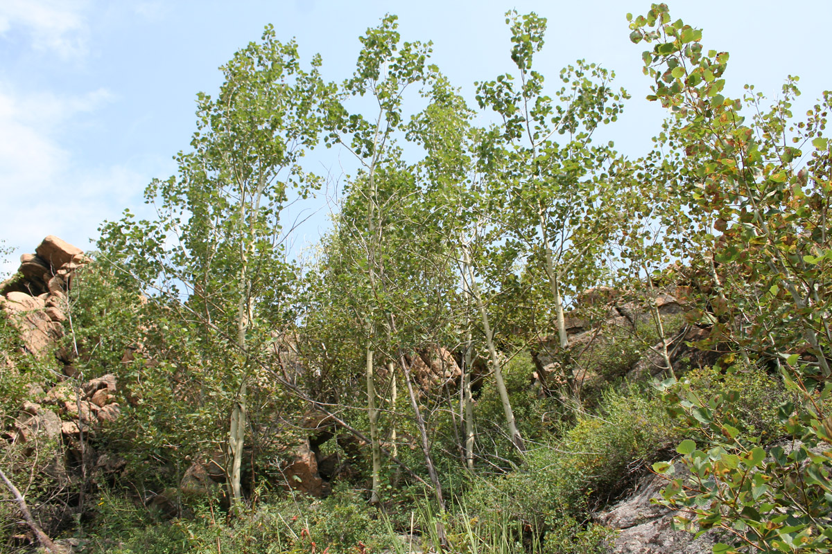 Image of Populus tremula specimen.