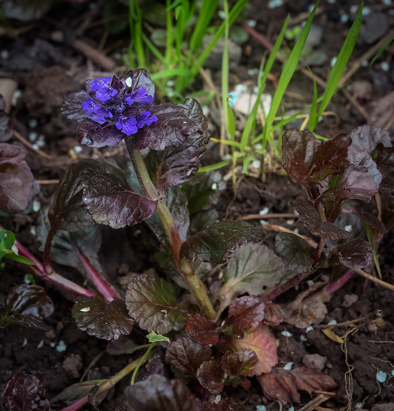 Image of Ajuga reptans specimen.