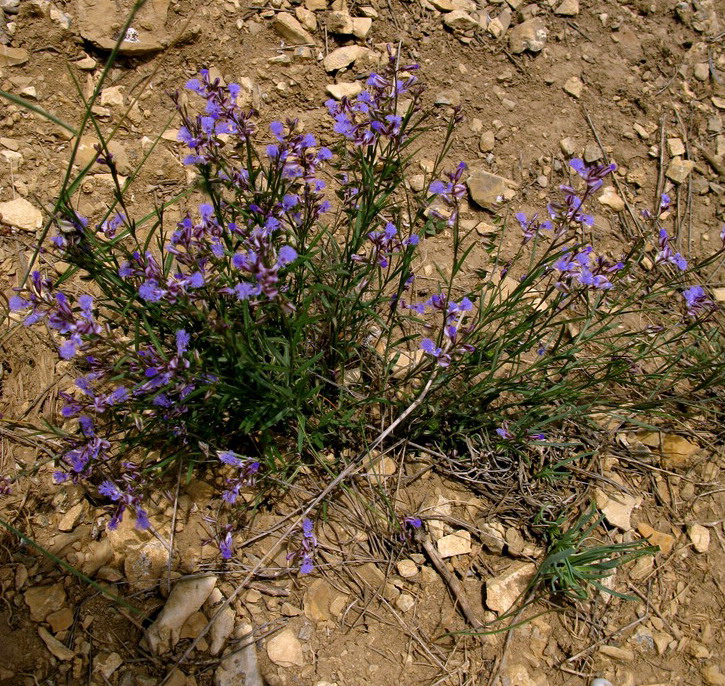 Image of Polygala tenuifolia specimen.