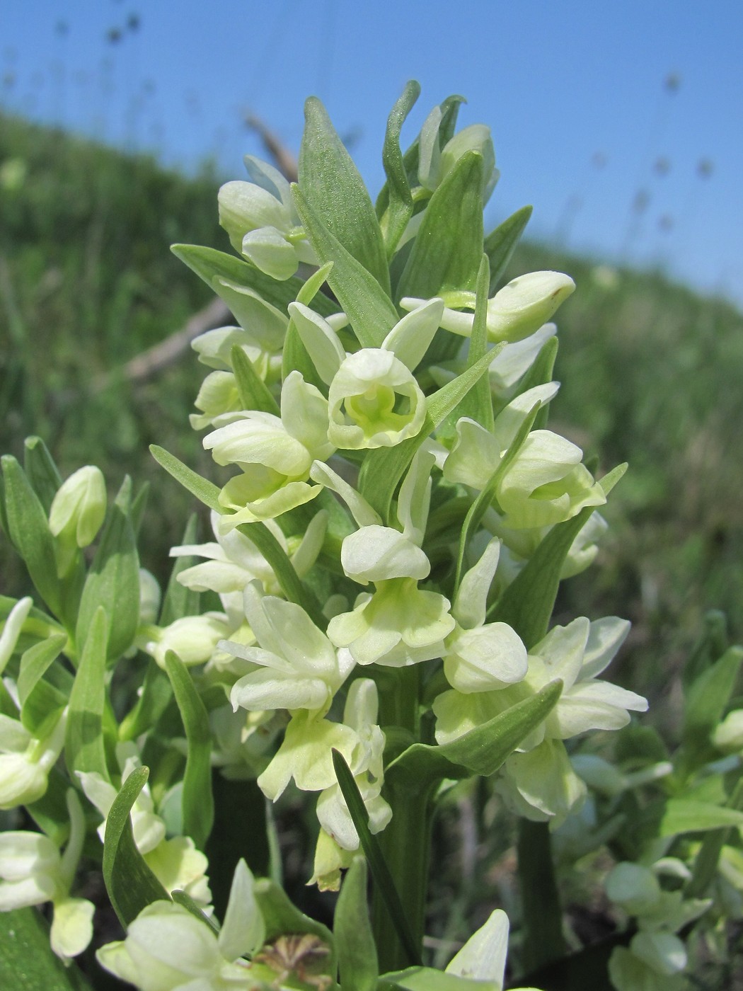 Image of Dactylorhiza romana ssp. georgica specimen.