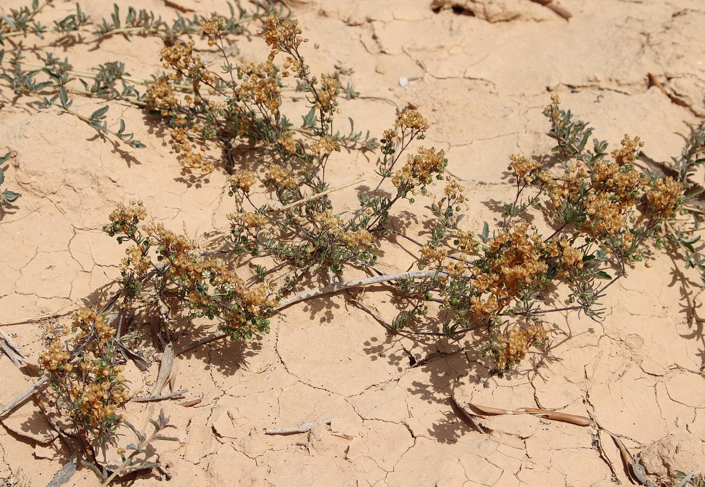 Растения египетской пустыни