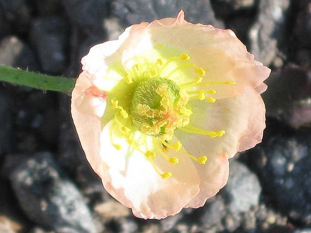 Image of Papaver alboroseum specimen.