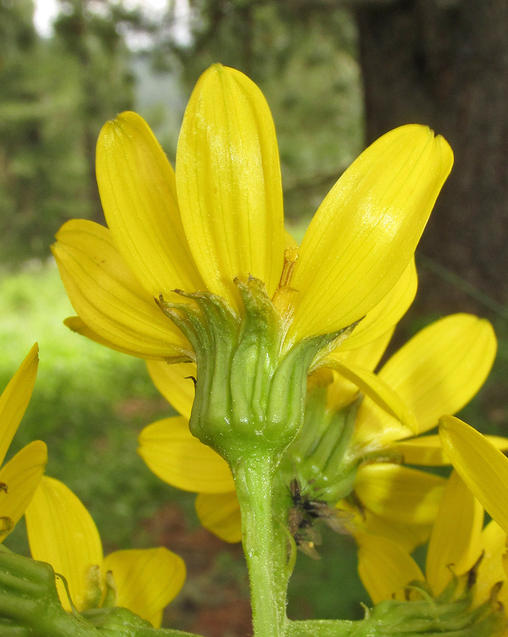 Изображение особи Ligularia altaica.