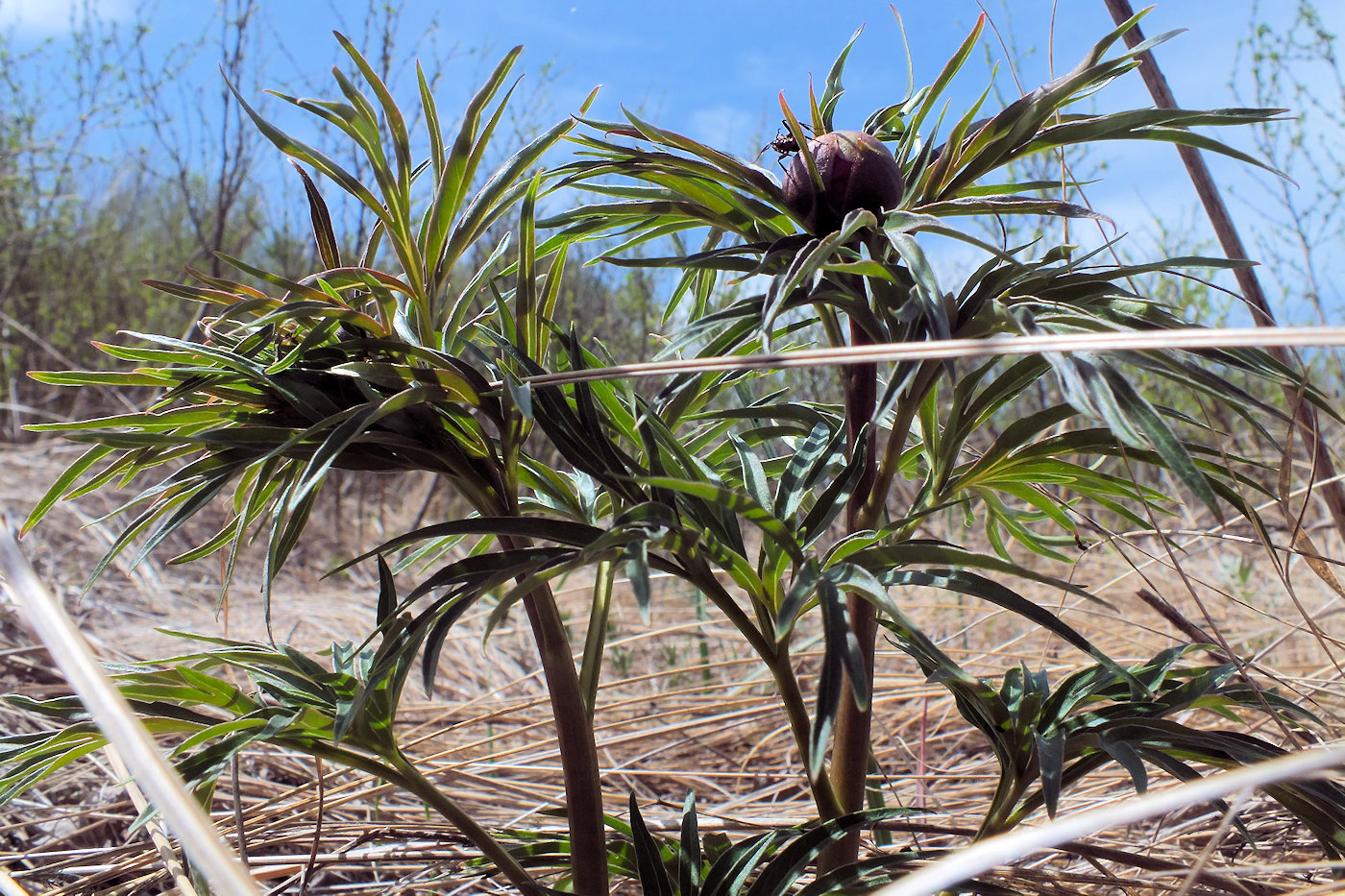 Image of Paeonia hybrida specimen.