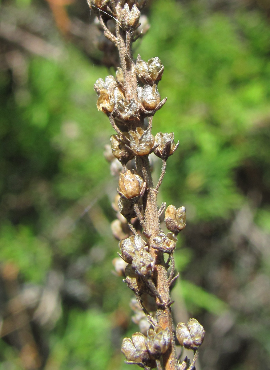 Image of Veronica spuria specimen.