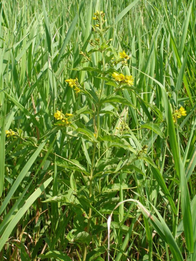 Изображение особи Lysimachia vulgaris.