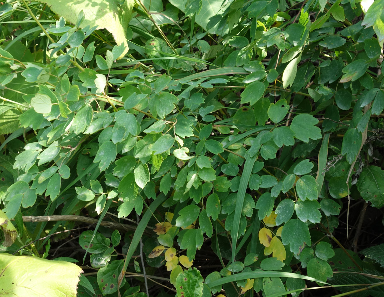 Image of genus Thalictrum specimen.