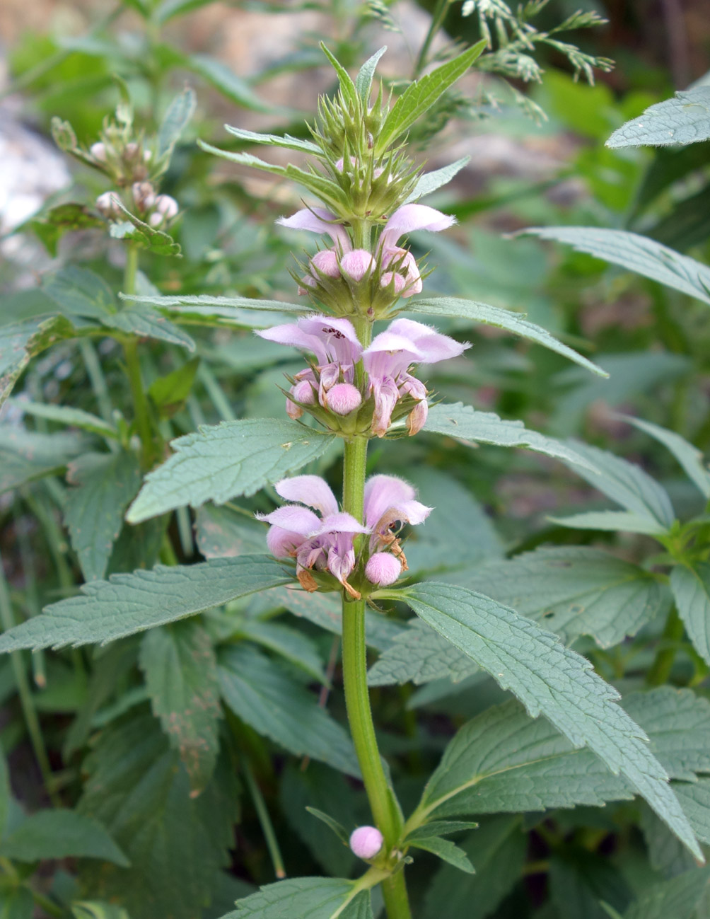 Изображение особи Stachyopsis oblongata.