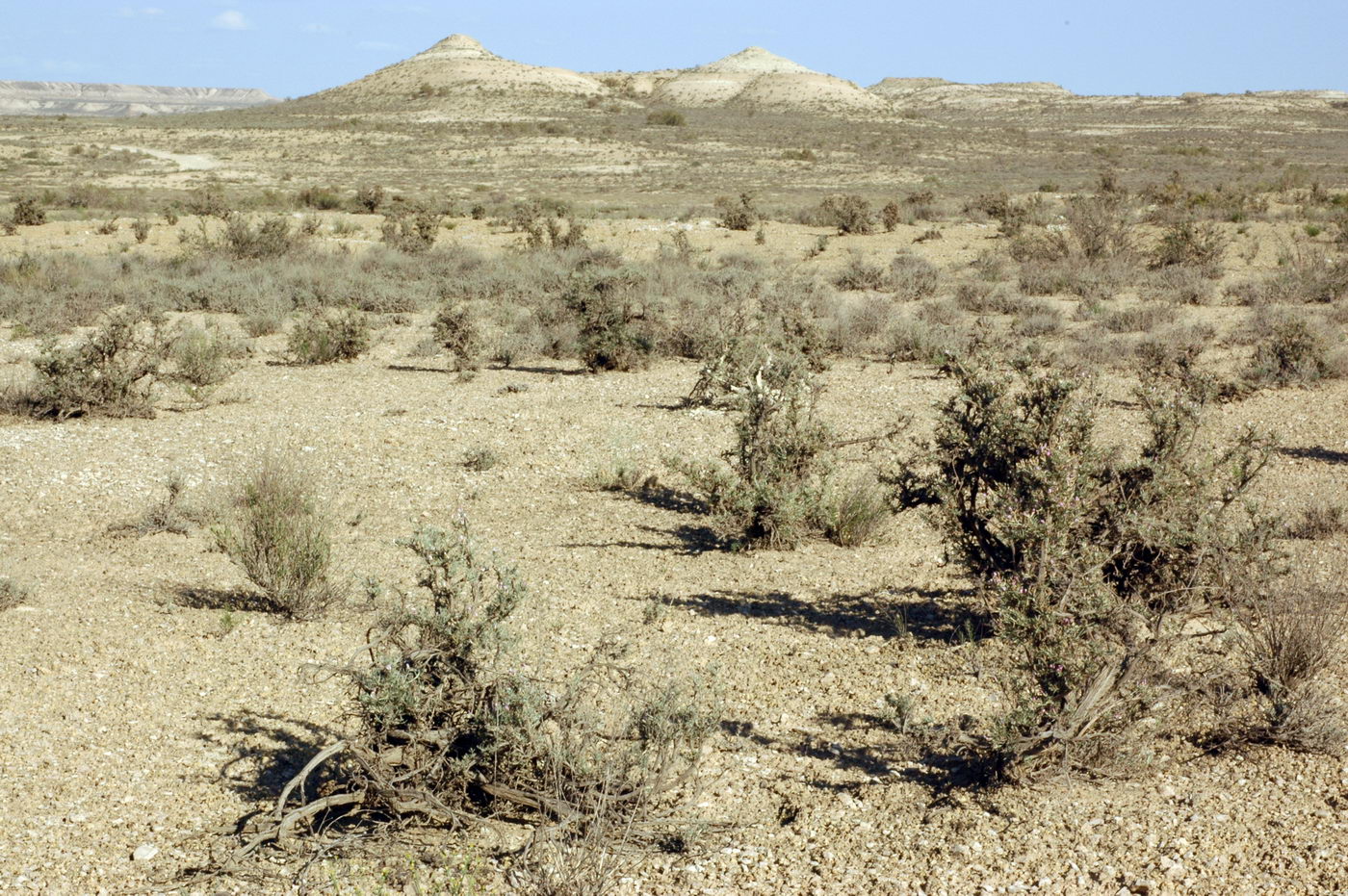 Image of Astragalus turcomanicus specimen.