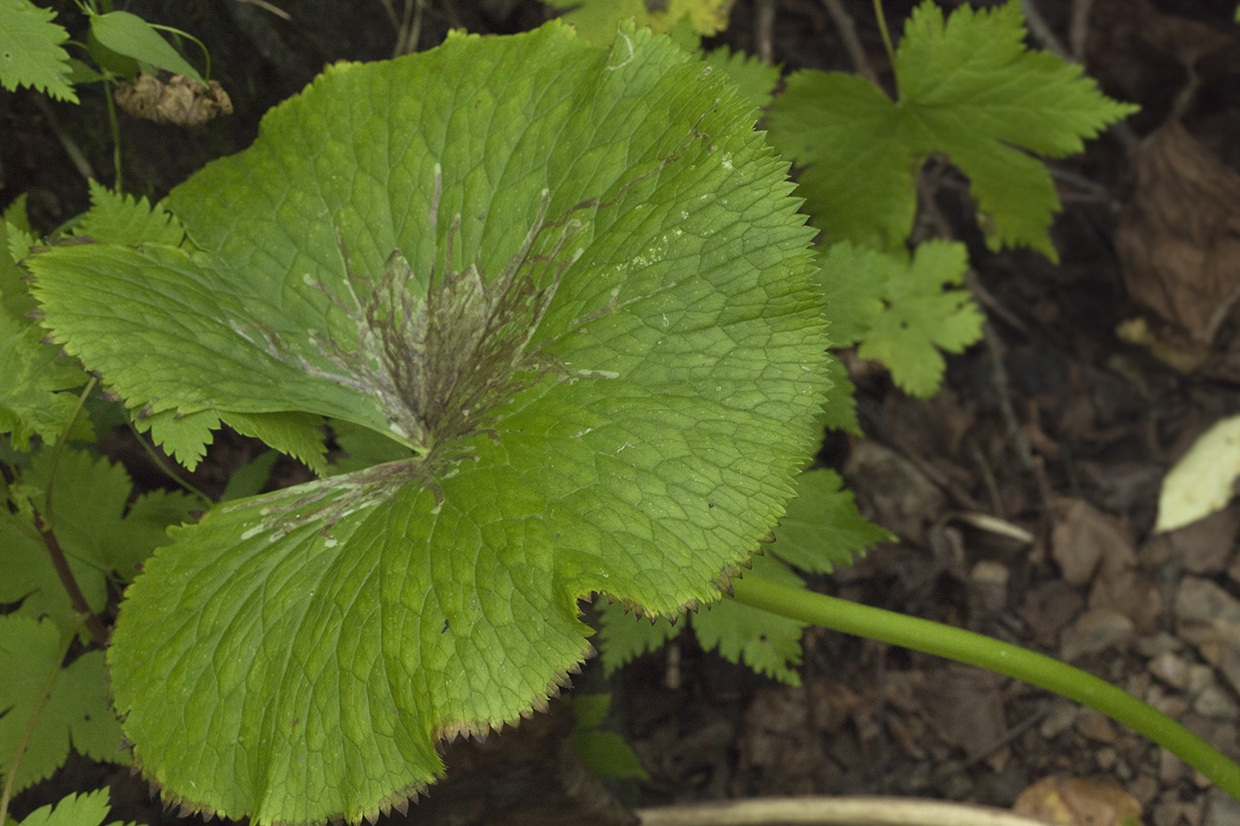 Изображение особи Caltha fistulosa.