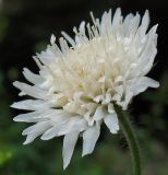 Knautia tatarica